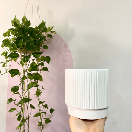 Matte White Vertical Line Ceramic Pot