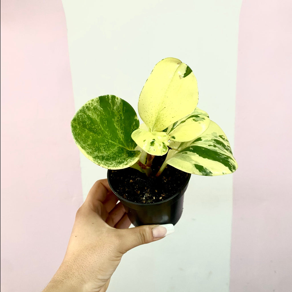 Peperomia 'Lemon Lime'