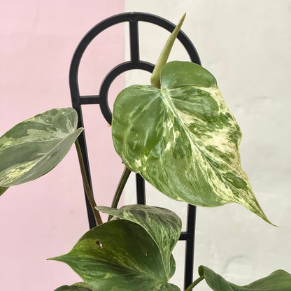 Heart Leaf Philodendron Variegated