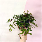 Peperomia Rocca Vivace