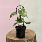 Heart Leaf Philodendron Variegated