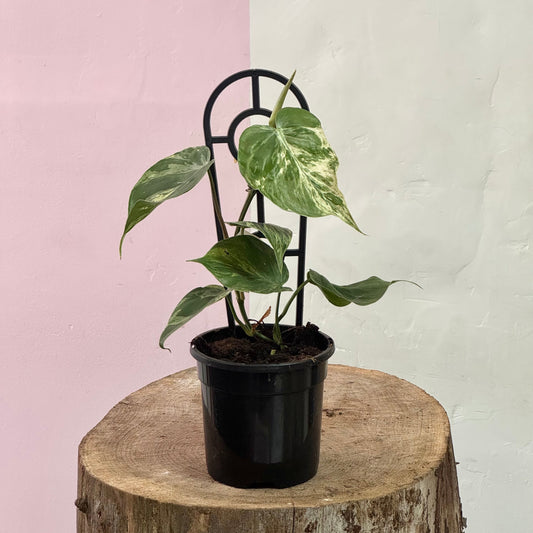 Heart Leaf Philodendron Variegated