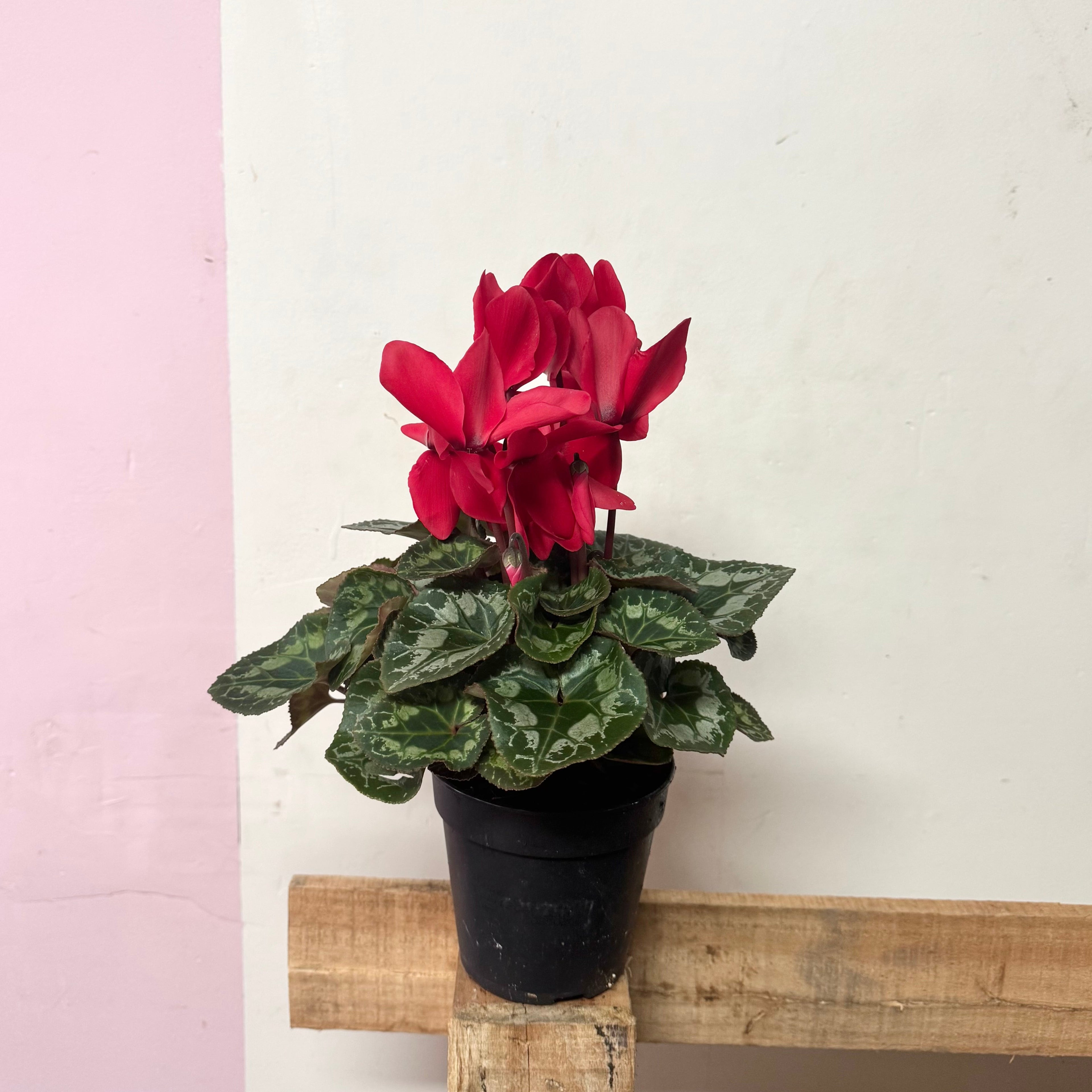 Cyclamen