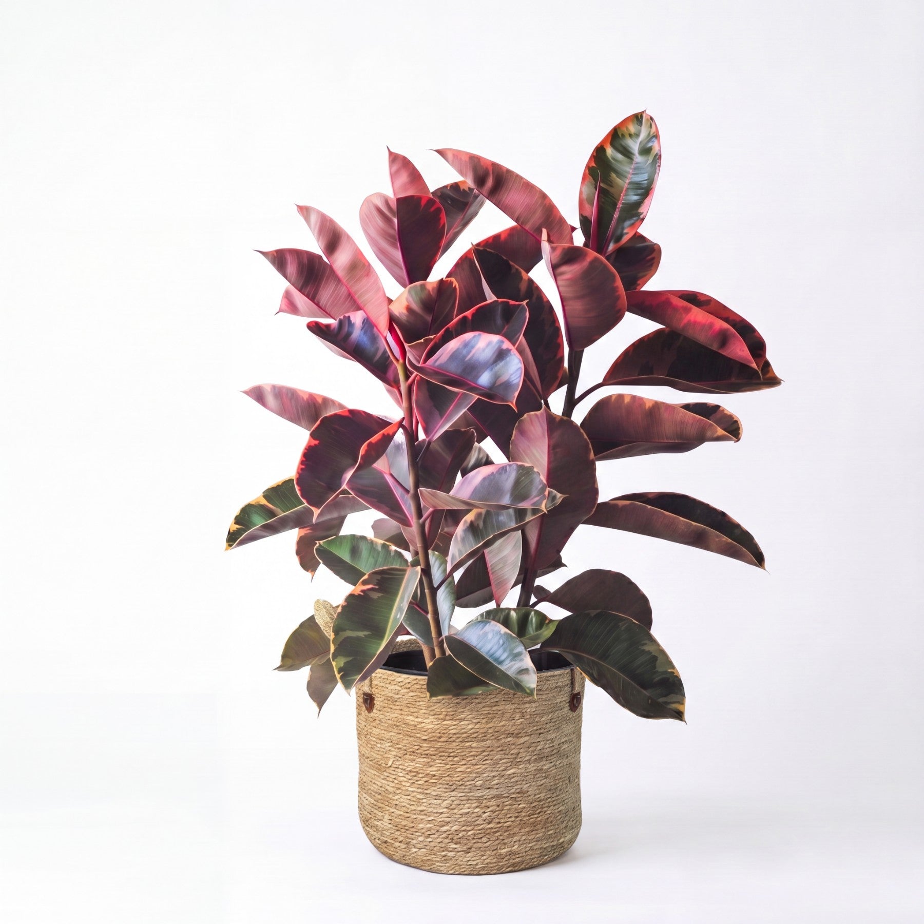 Medium Ruby Rubber Tree & Woven Basket
