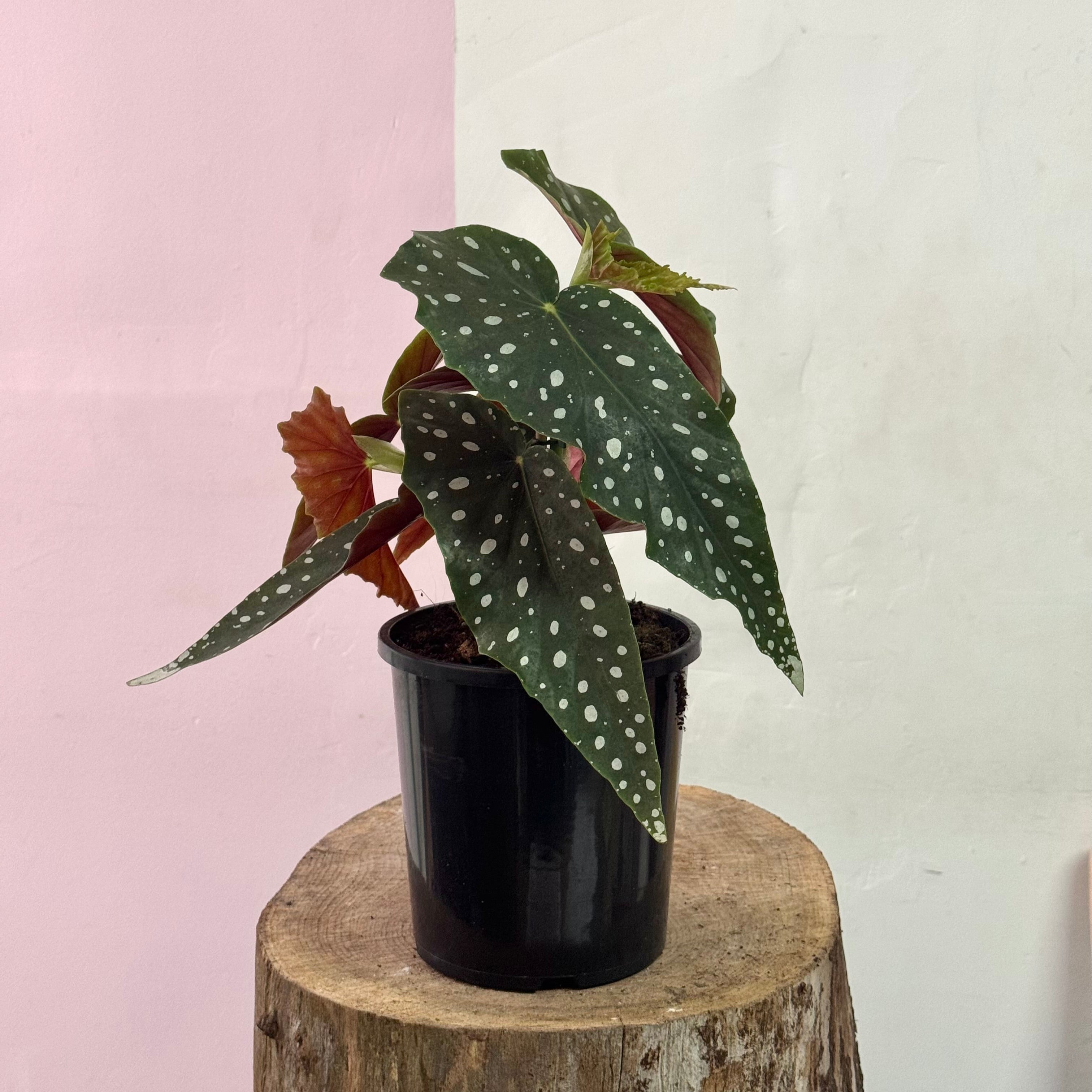 Begonia Maculata