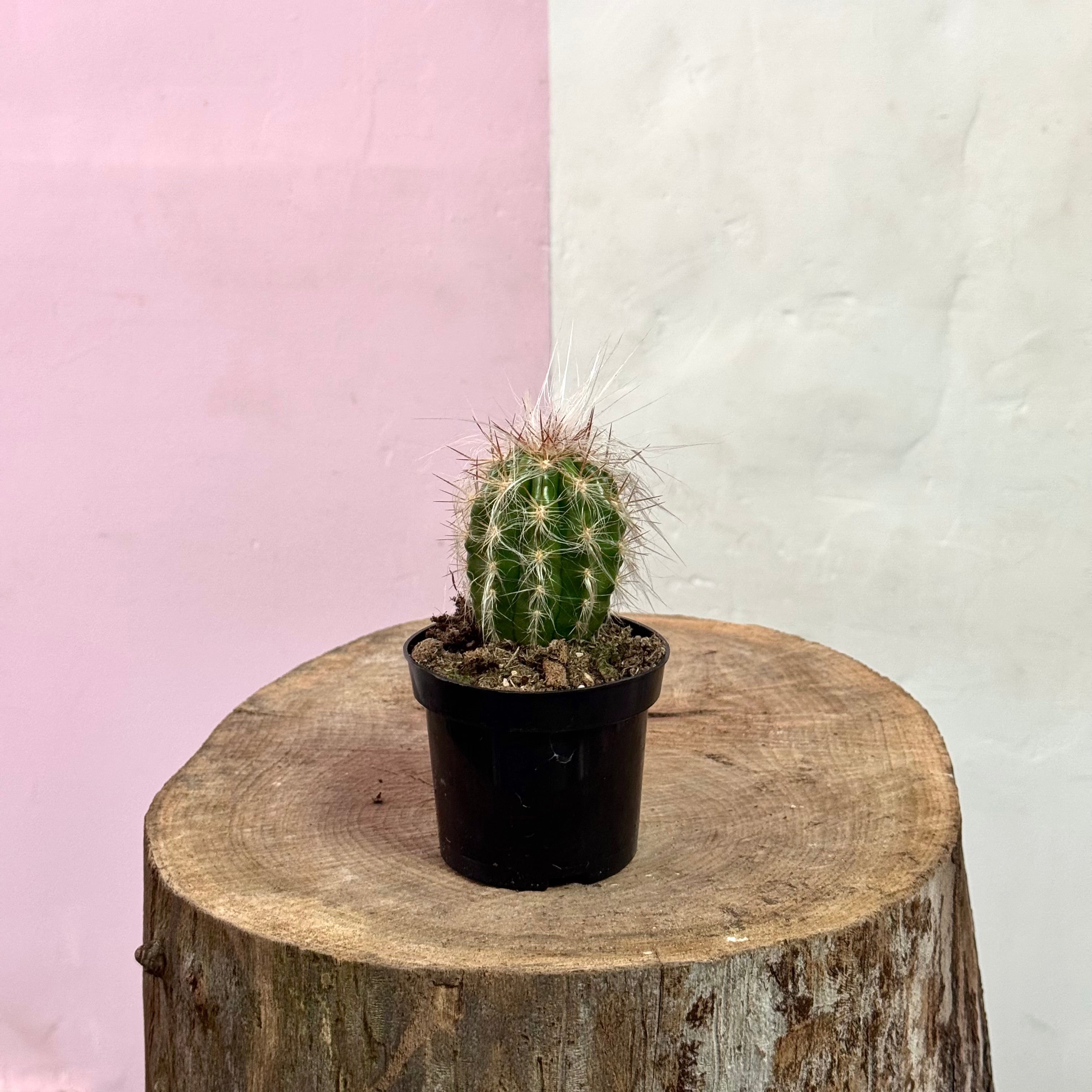 Baby Cactus