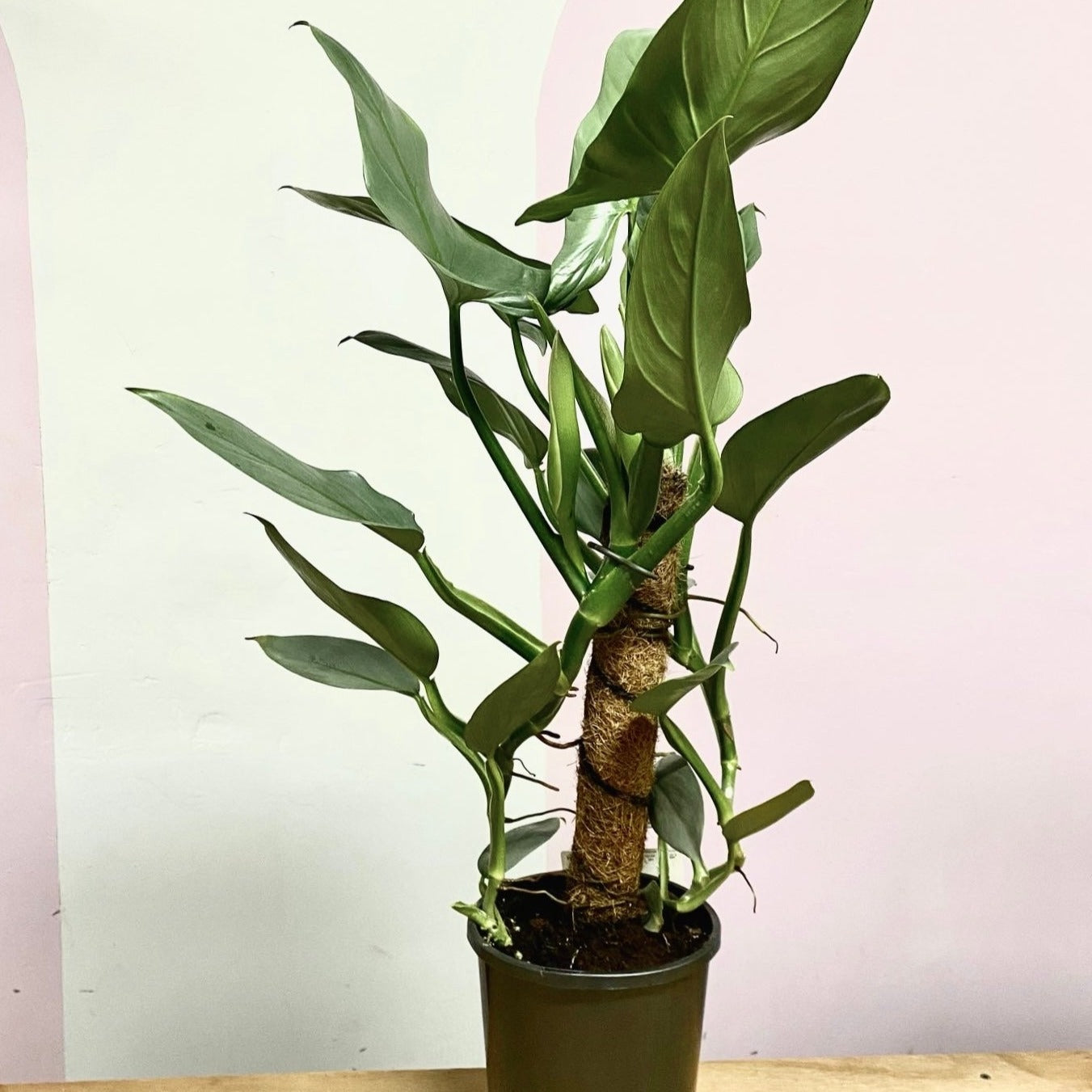 Silver Sword Philodendron on Coco Totem Pole