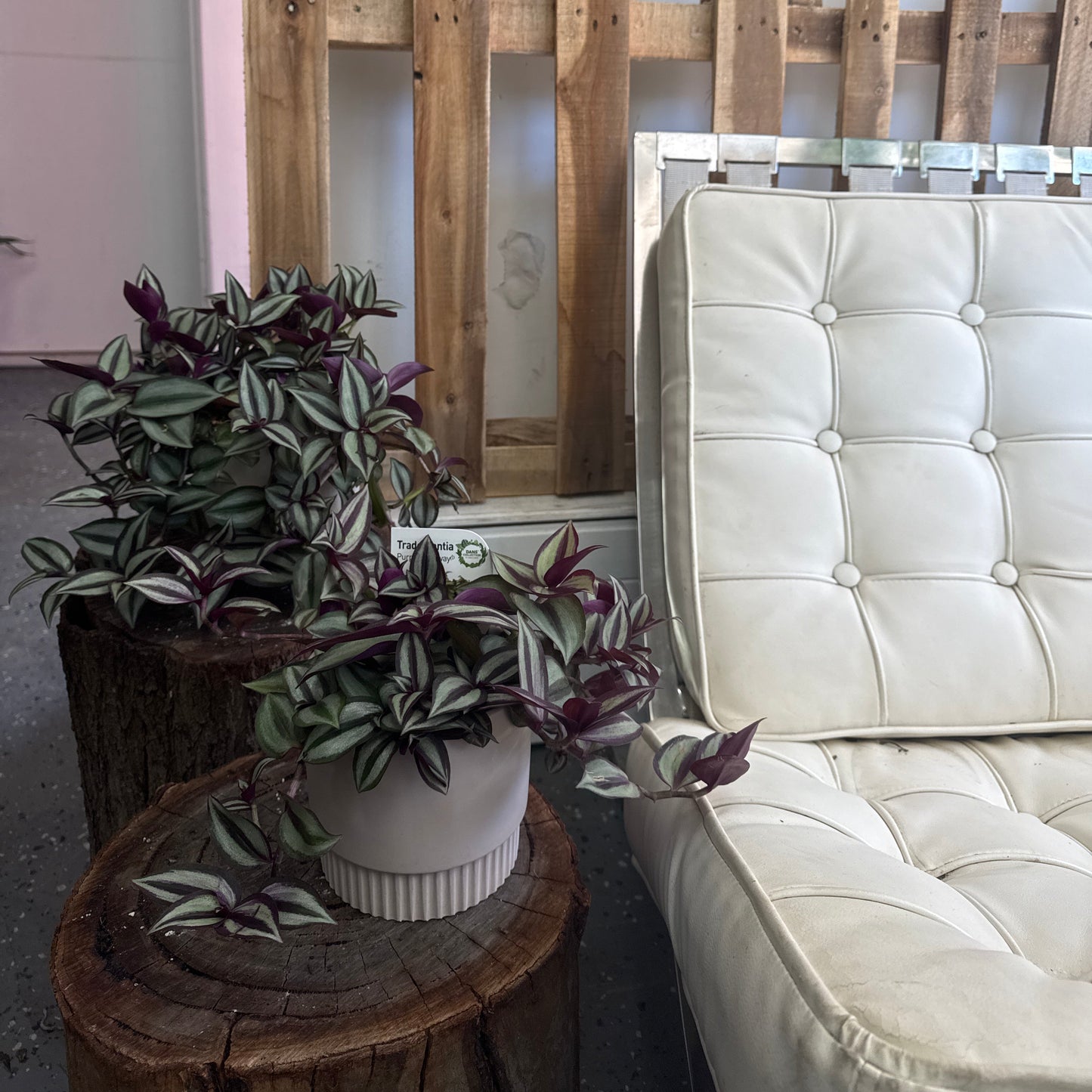 Tradescantia Zebrina 'Purple Highway'