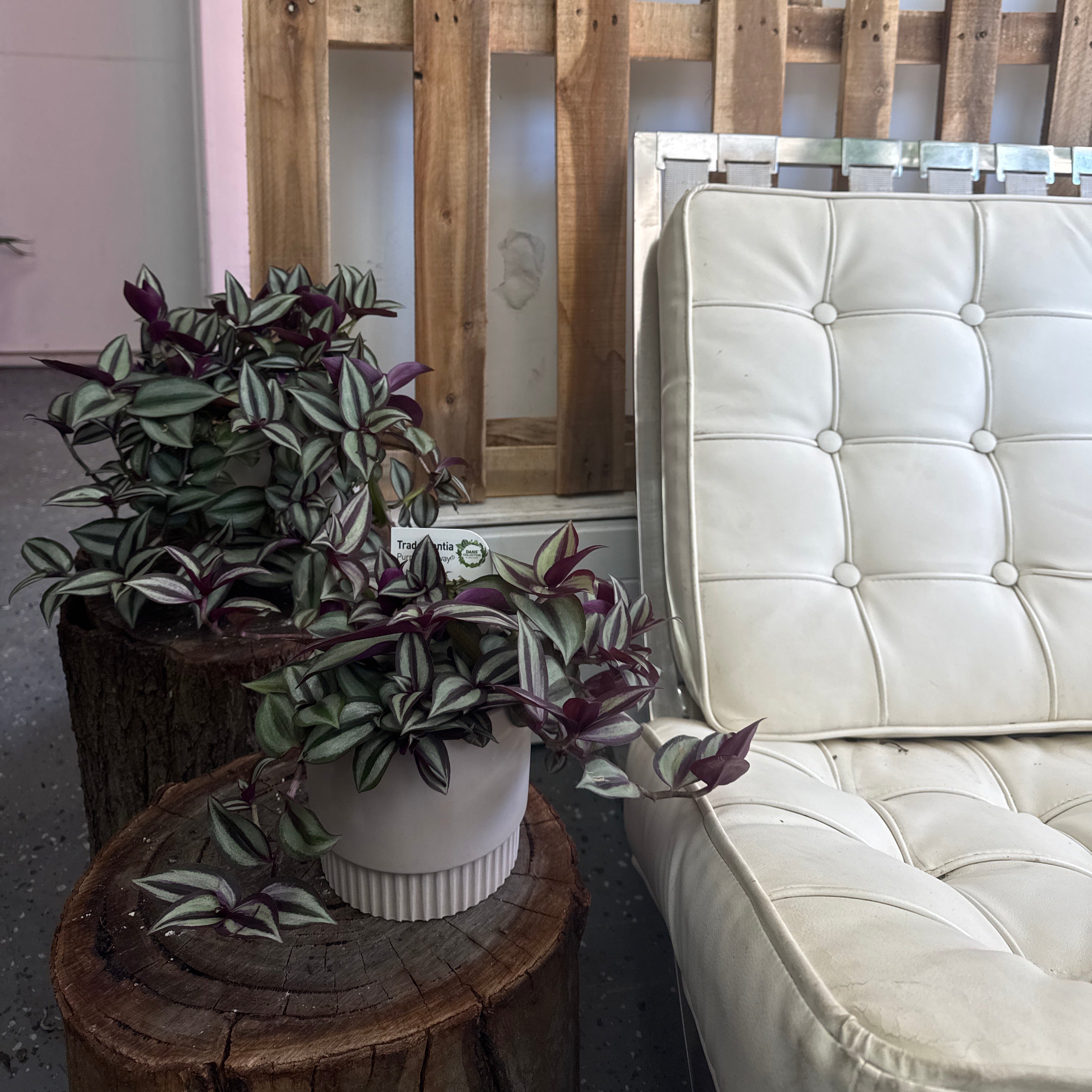 紫露草‘紫色高速公路’