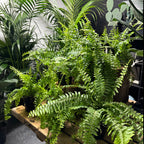 Boston Fern