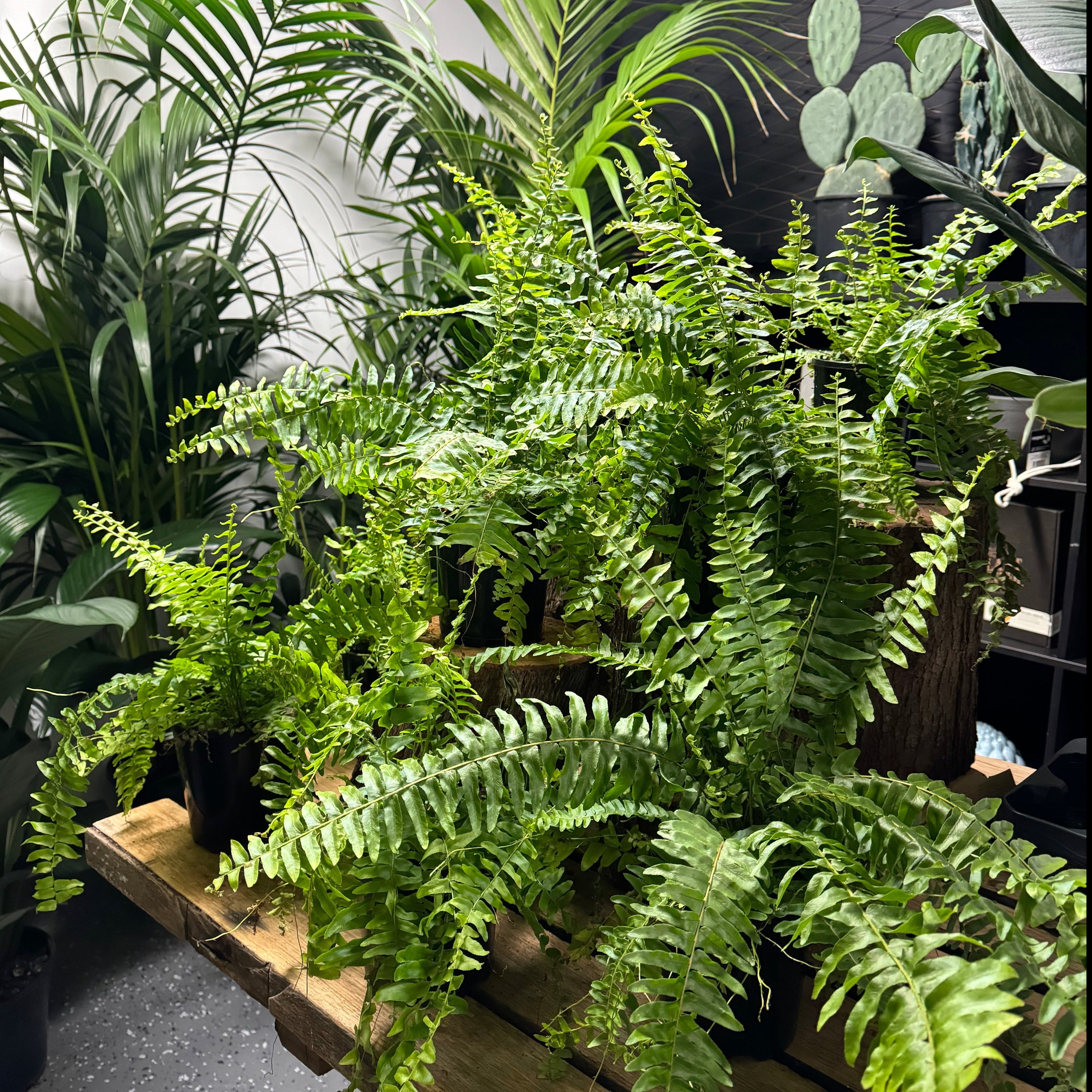 Boston Fern