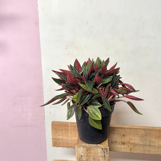 Peperomia Rosso