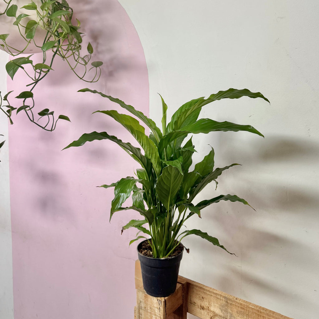 Peace Lily