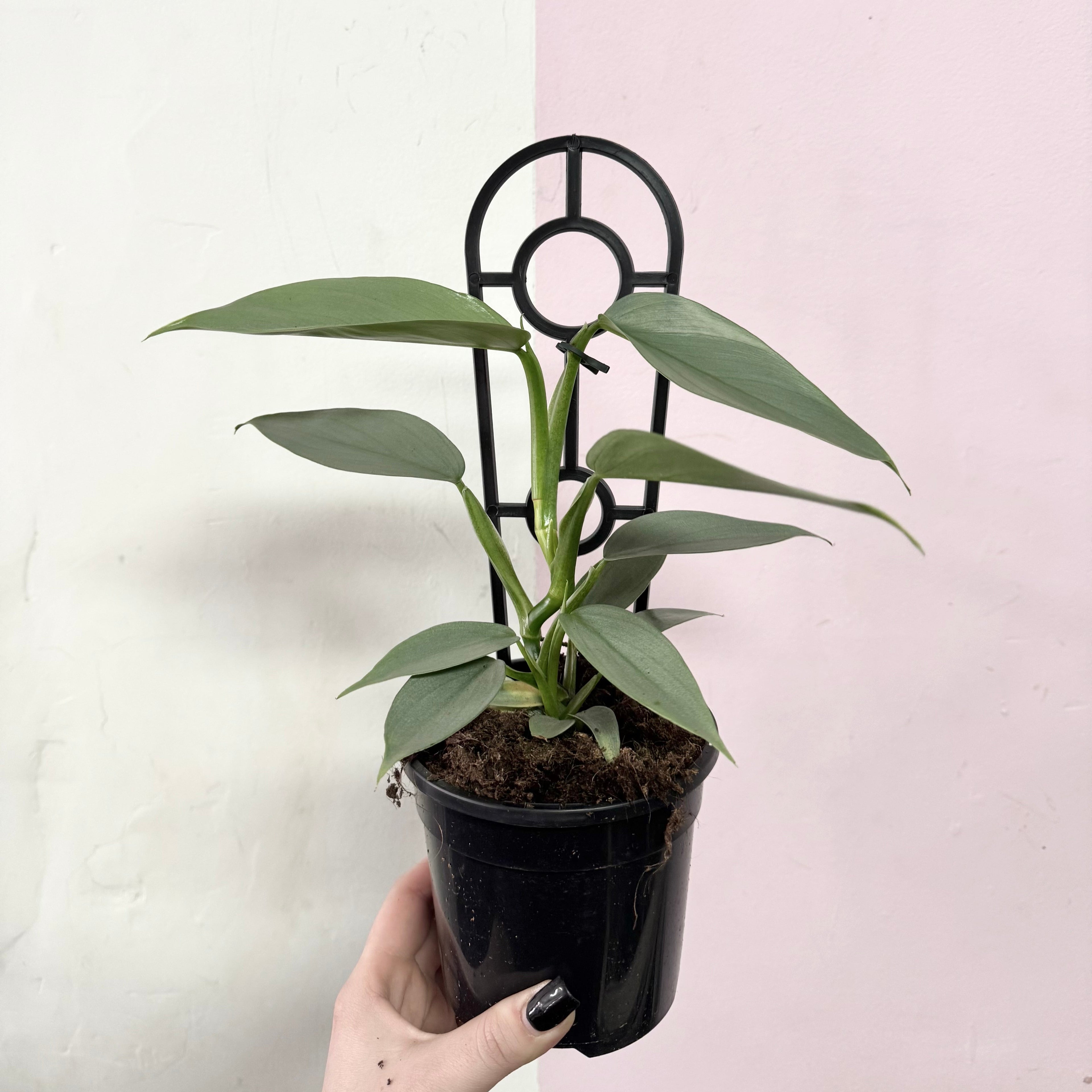 Silver Sword Philodendron