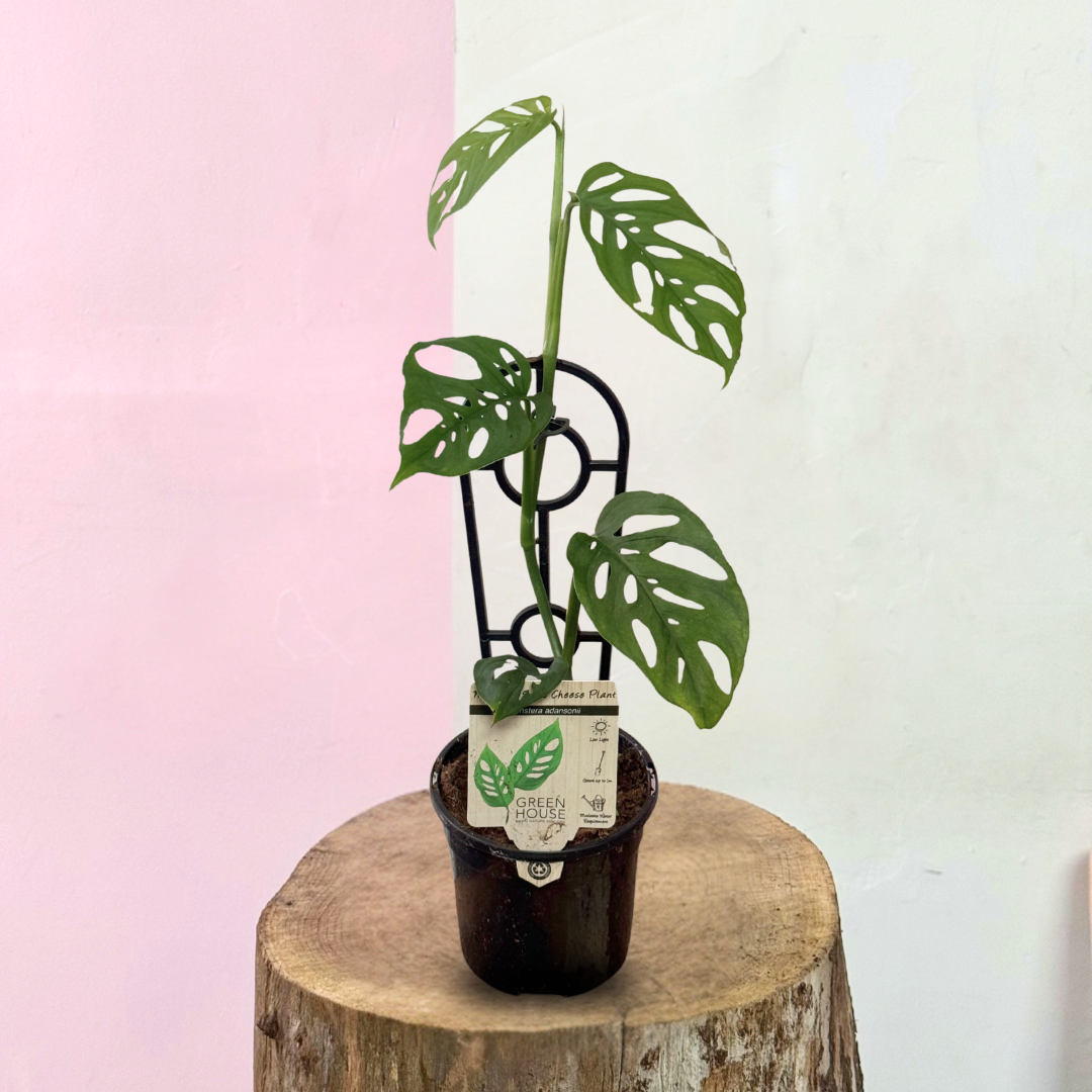 Monstera Adansonii 'Swiss Cheese Plant'