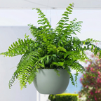 Alder Hanging Planter - Sage