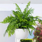 Alder Hanging Planter - White