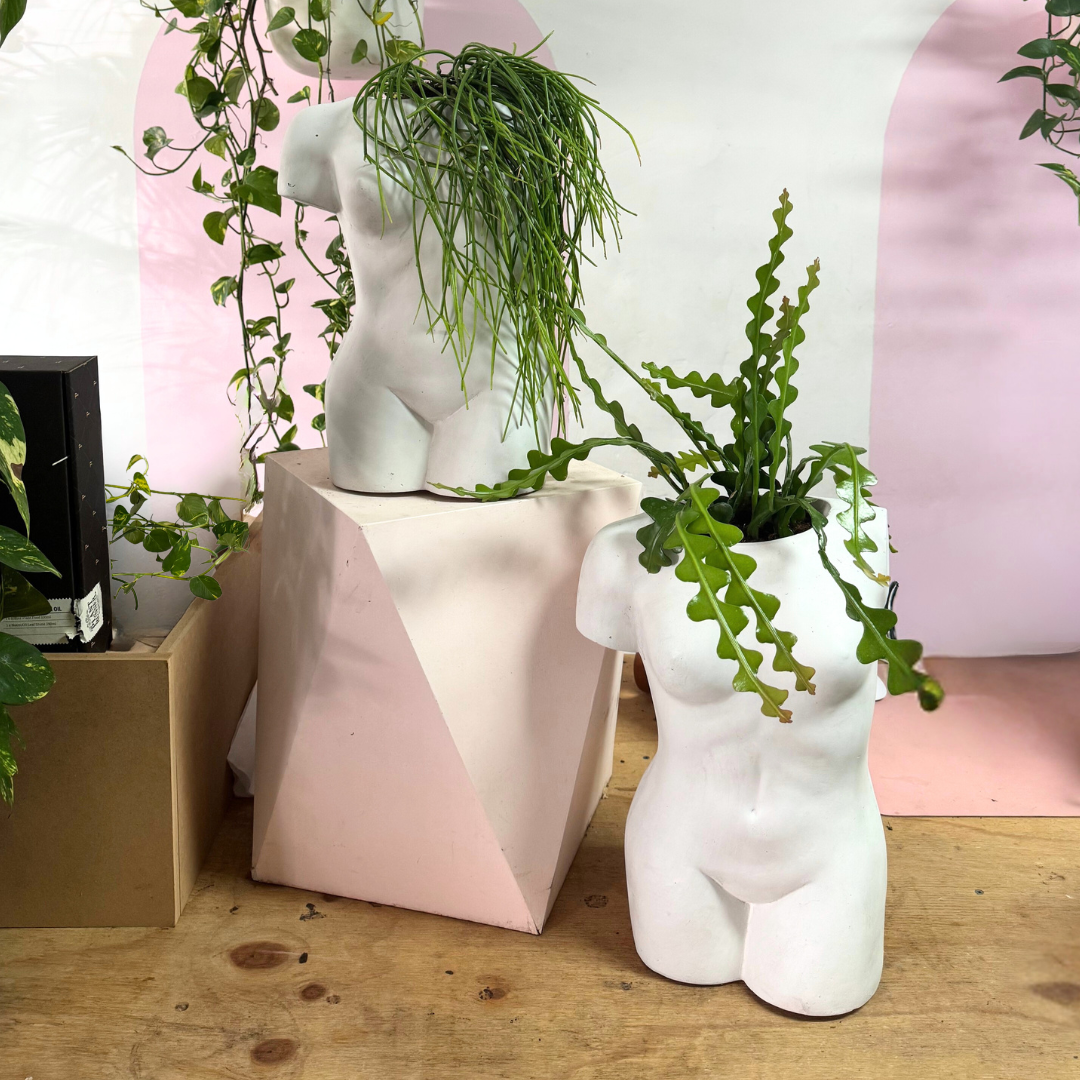 Aphrodite Planter