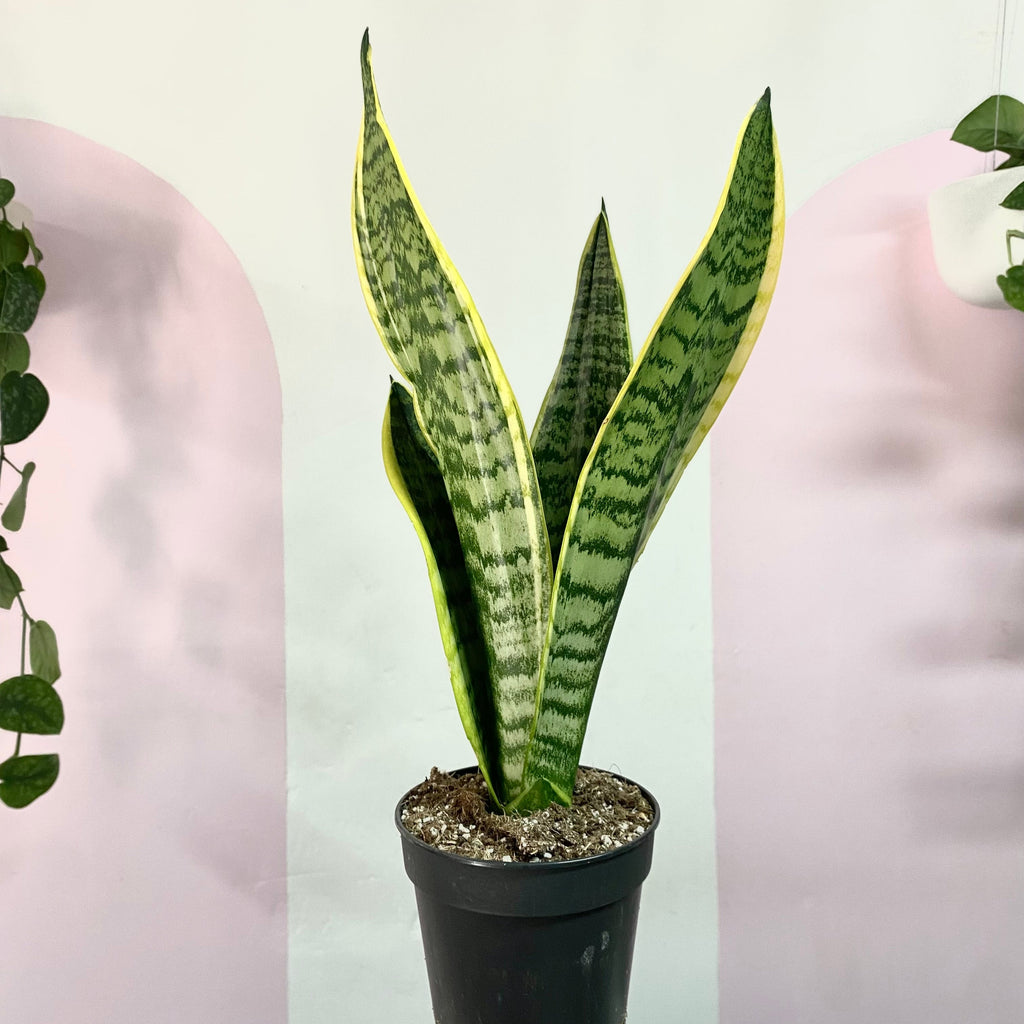 Sansevieria Snake Plant - Yellow Edge