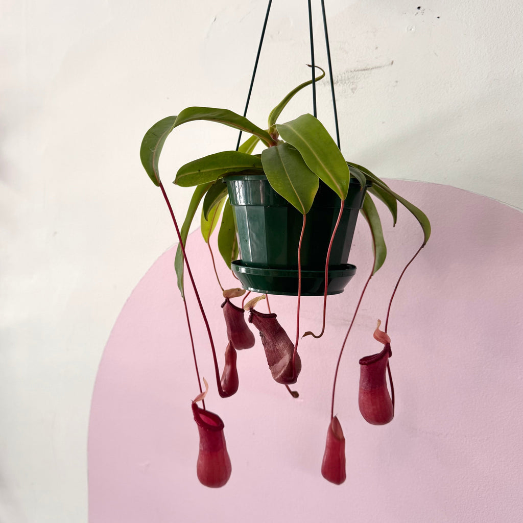 Carnivorous Nepenthis 'Hanging Pitcher Plant' – indoor plant available at Green Envy Indoor Plants Melbourne