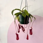 Carnivorous Nepenthis 'Hanging Pitcher Plant' – indoor plant available at Green Envy Indoor Plants Melbourne