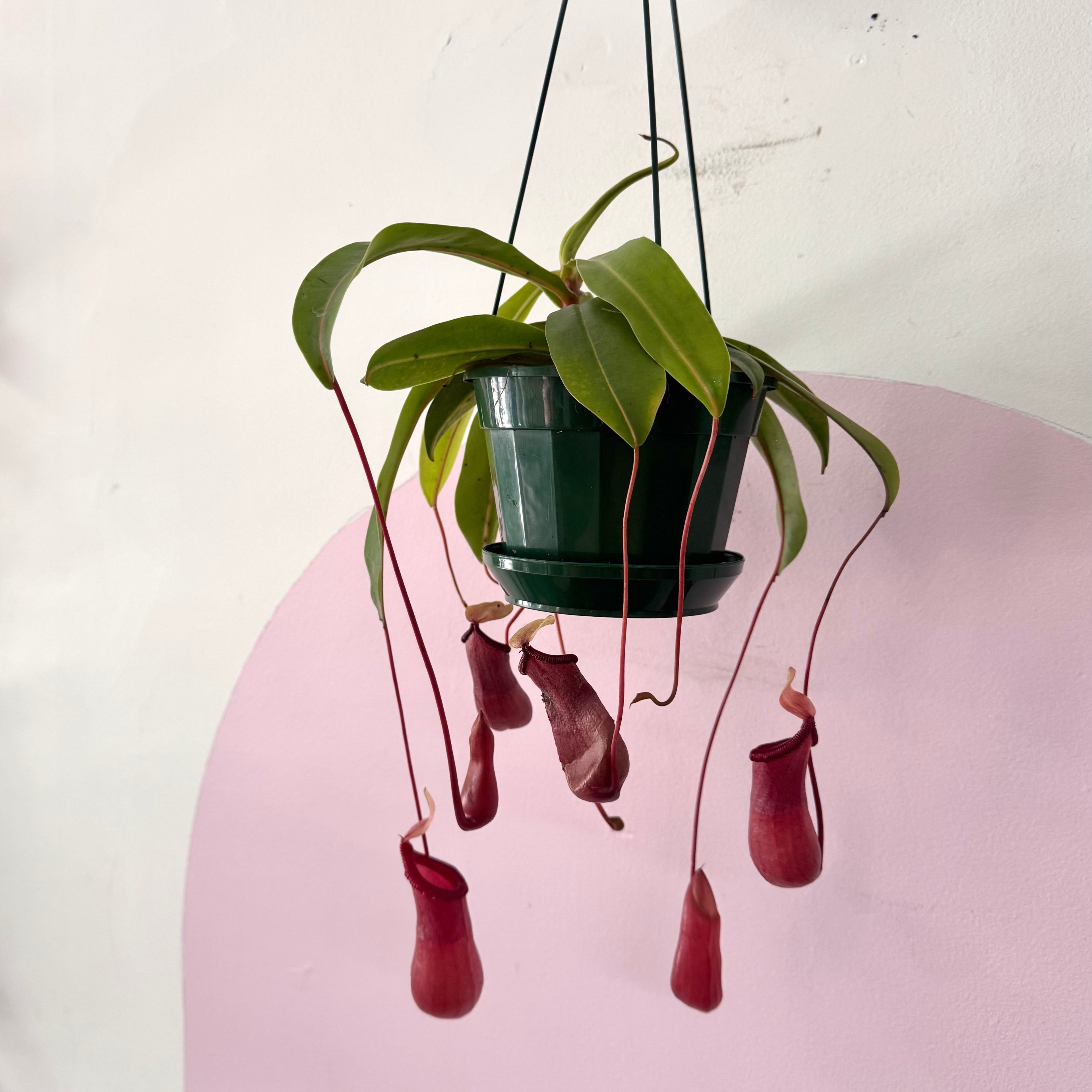 Carnivorous Nepenthis 'Hanging Pitcher Plant' – indoor plant available at Green Envy Indoor Plants Melbourne