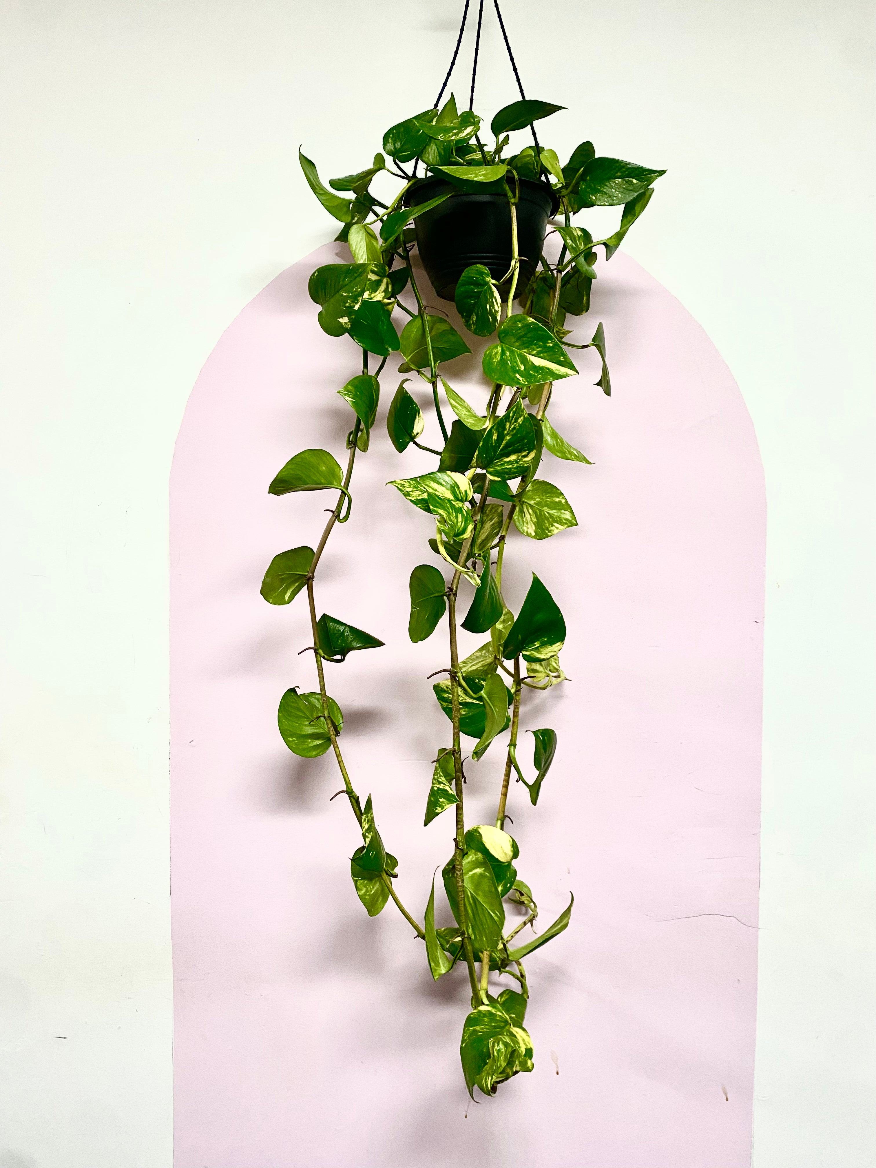 Devils Ivy 'Pothos' Hanging Basket