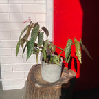 Begonia Hotspot