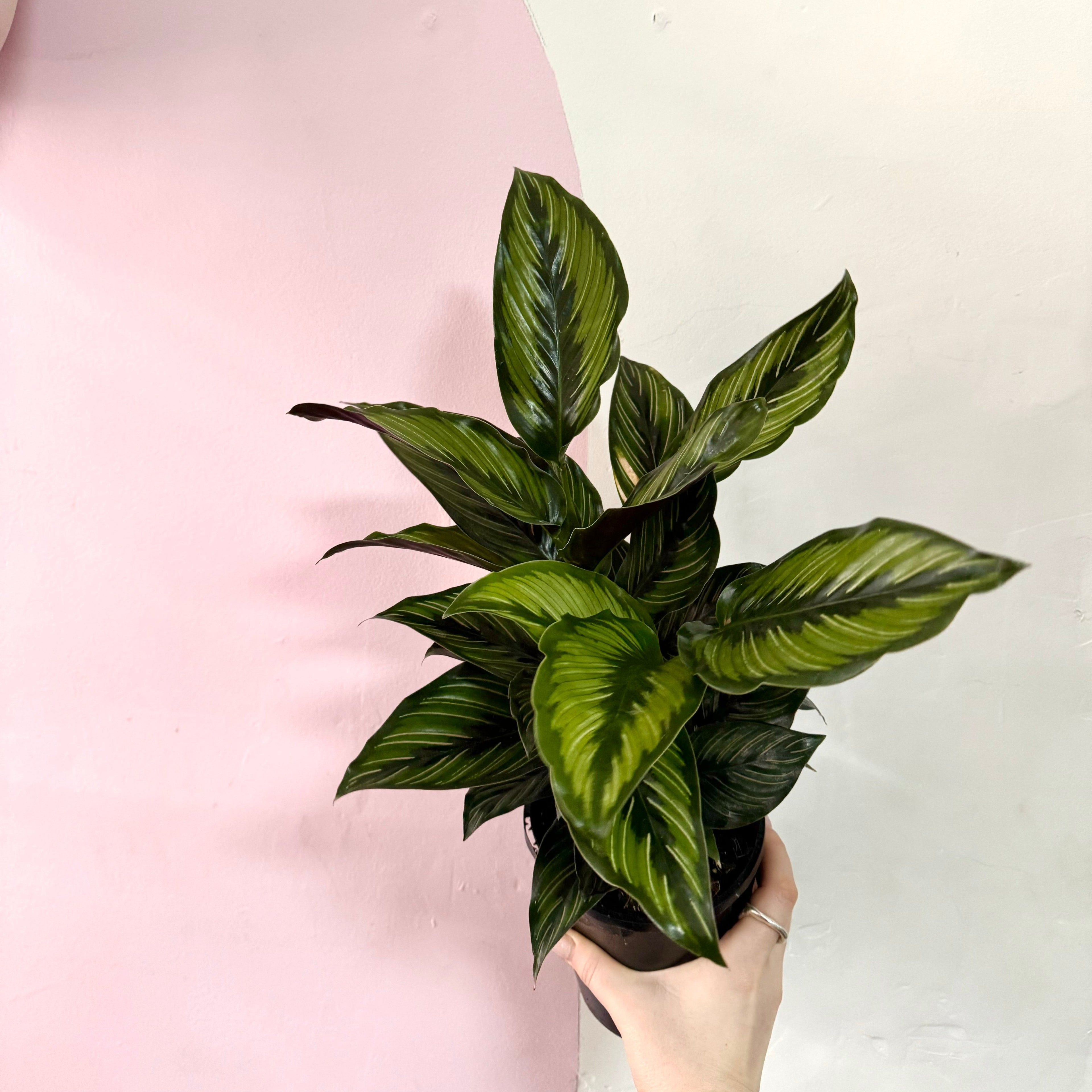 Calathea Ornata 'Beauty Star'