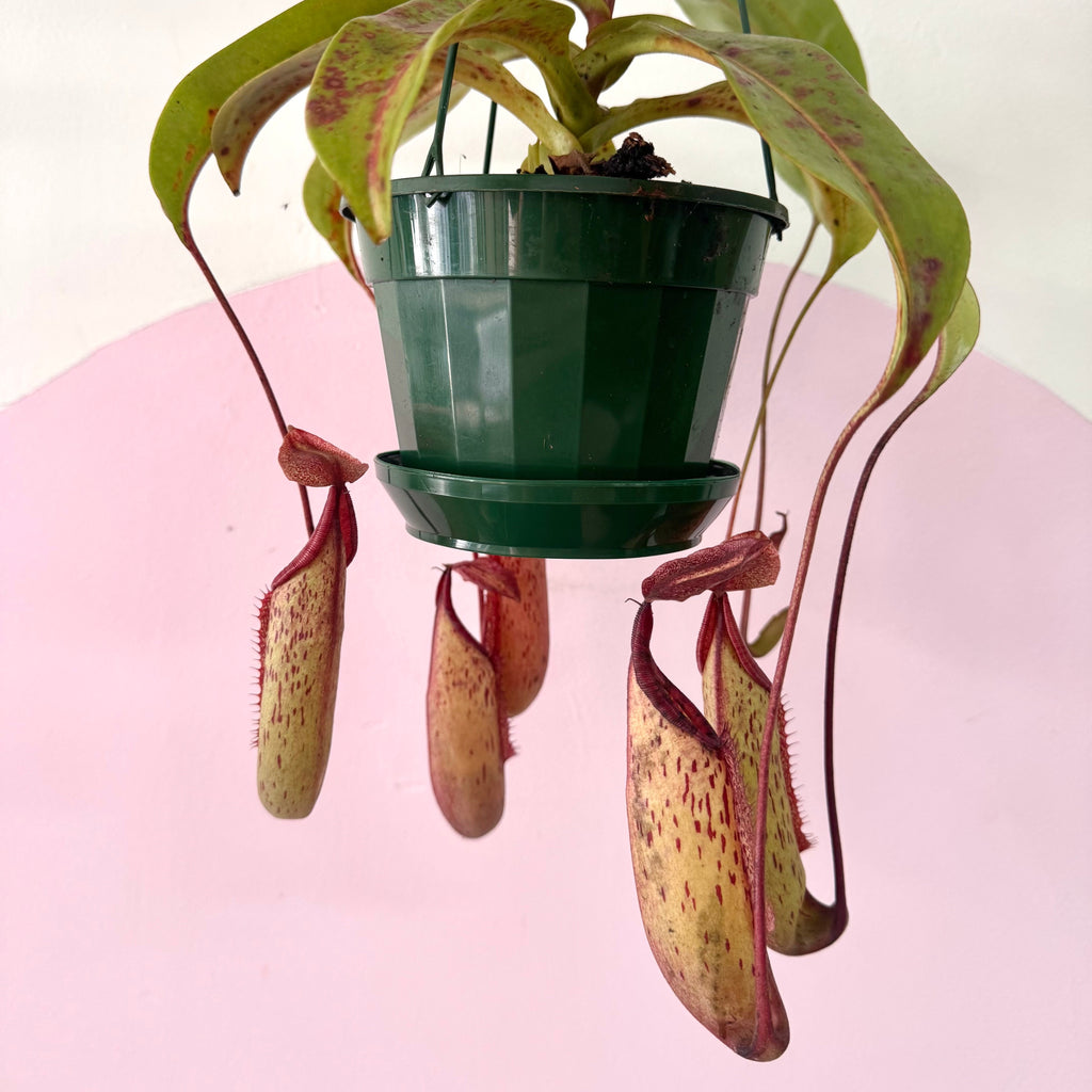 Carnivorous Nepenthis 'Hanging Pitcher Plant' – styled indoor plant