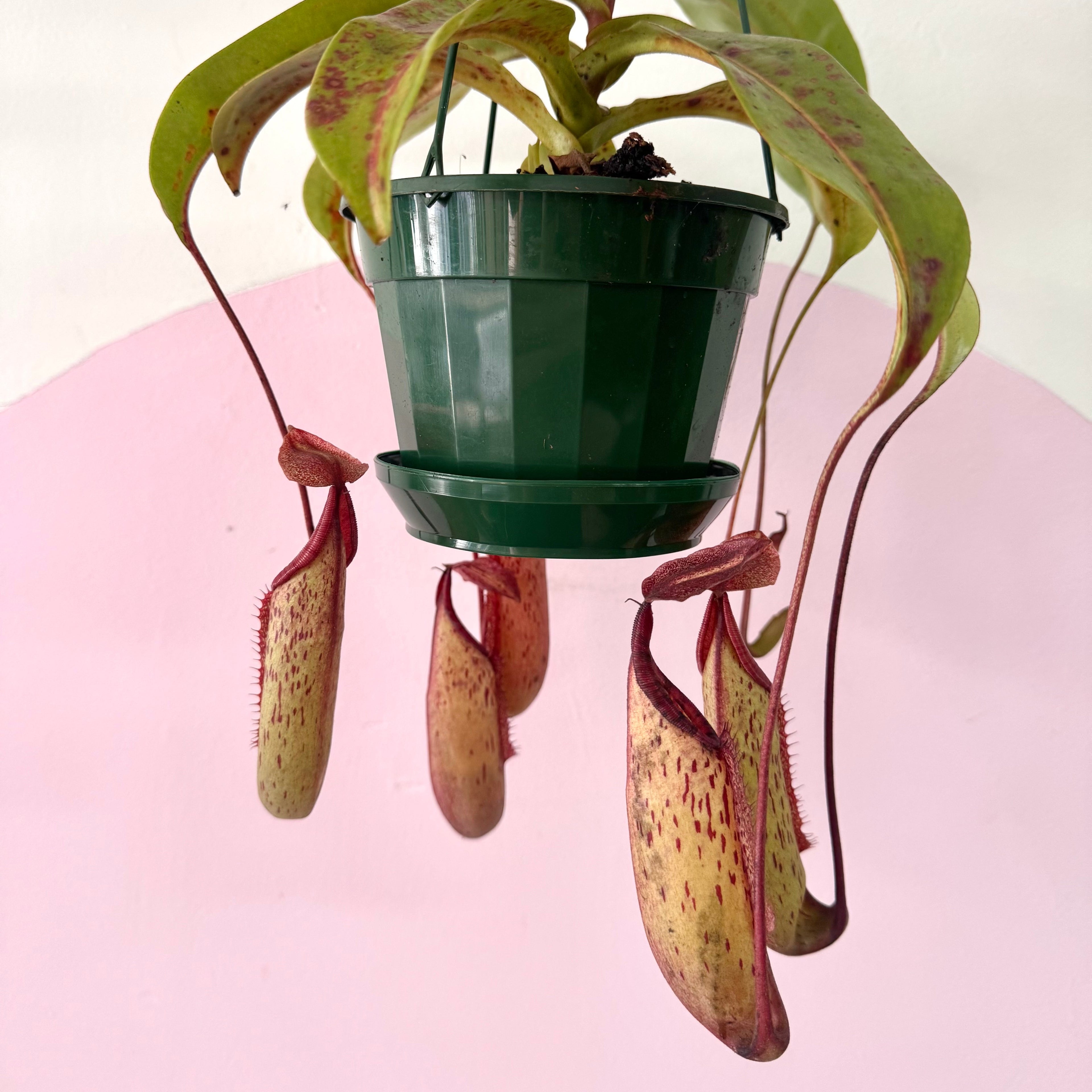 Carnivorous Nepenthis 'Hanging Pitcher Plant' – styled indoor plant