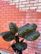 Calathea 'Medallion'
