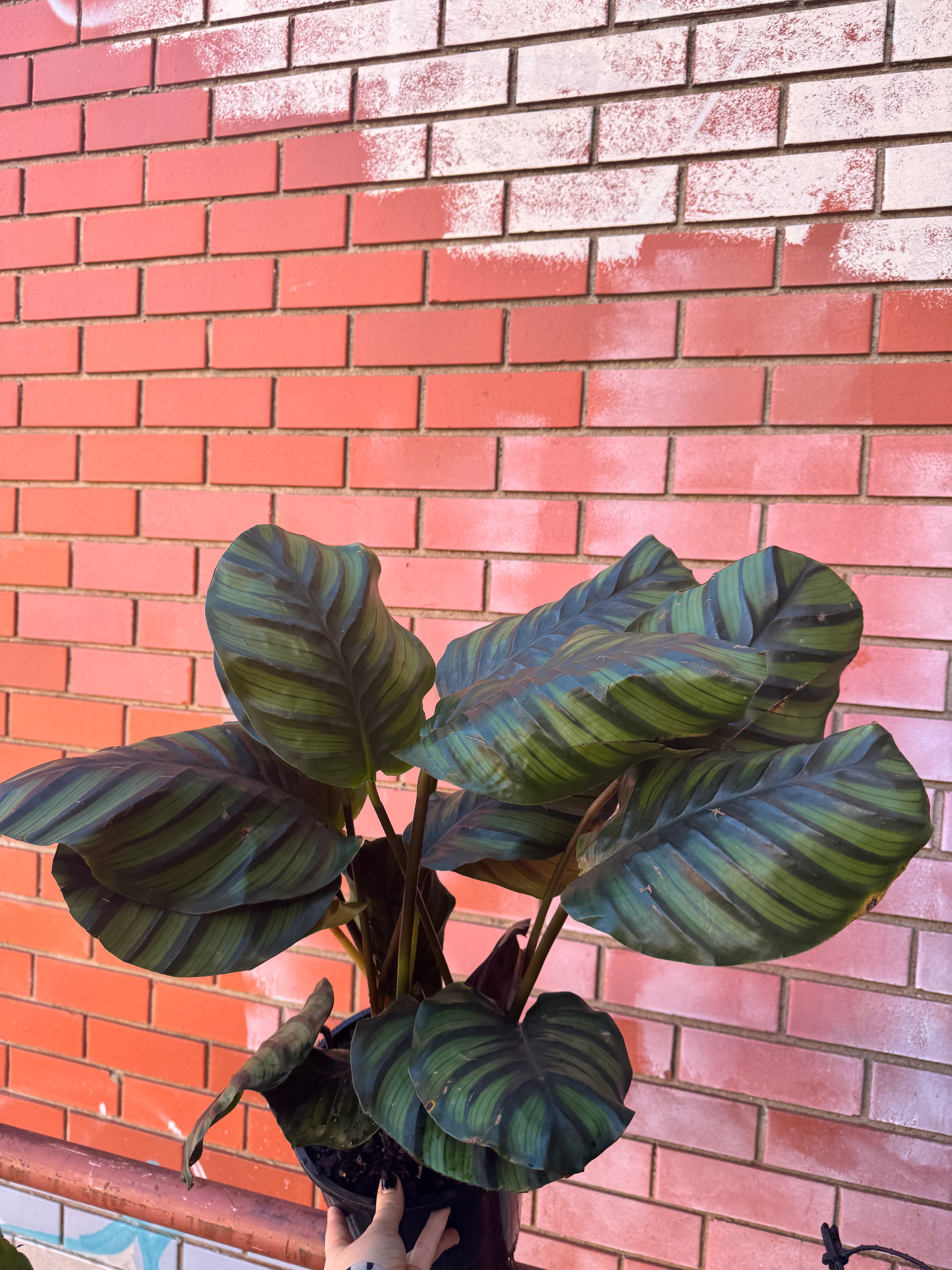 Calathea 'Medallion'