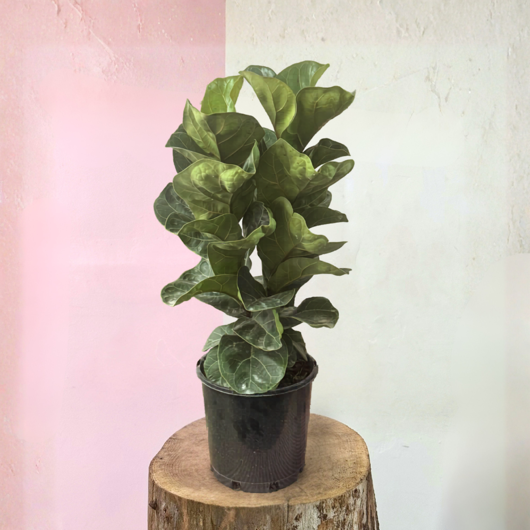 Fiddle Leaf Fig 'Bambino' – indoor plant available at Green Envy Indoor Plants Melbourne