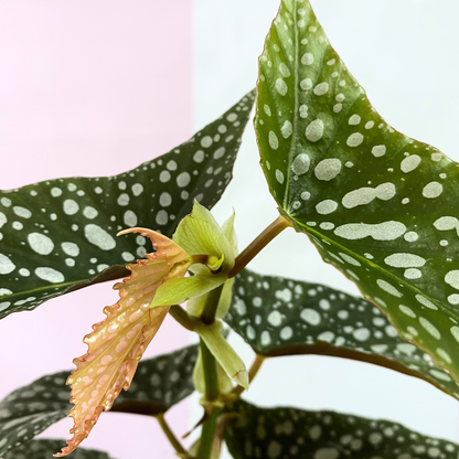 Begonia Hotspot