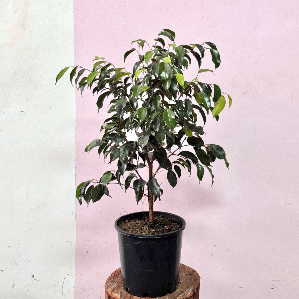 Ficus Benjamina