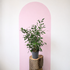 Ficus Benjamina Green Envy Indoor Plants