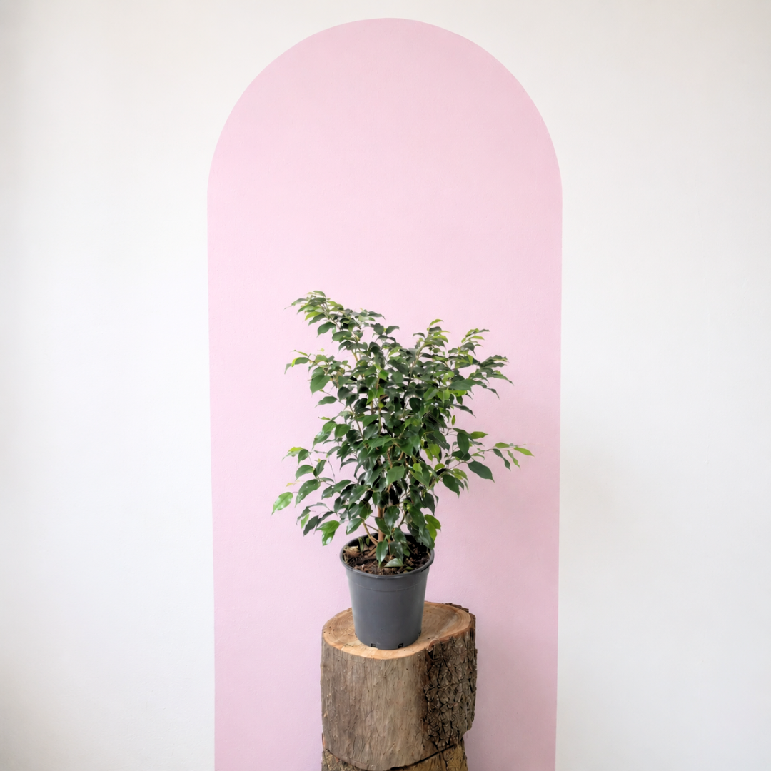 Ficus Benjamina 'Midnight Beauty'