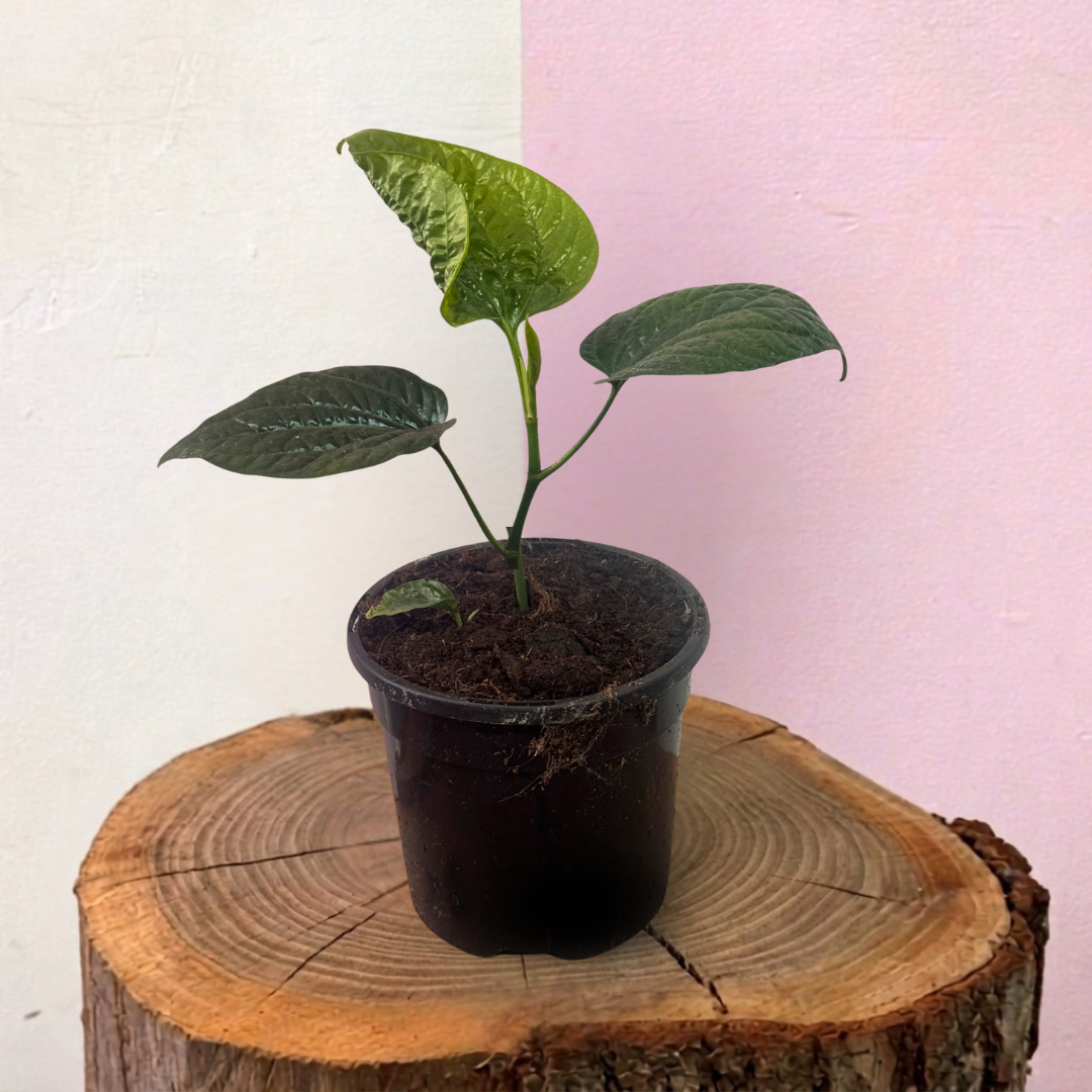 Betel Leaf - Edible Piper Sarmentosum Green Envy Indoor Plants