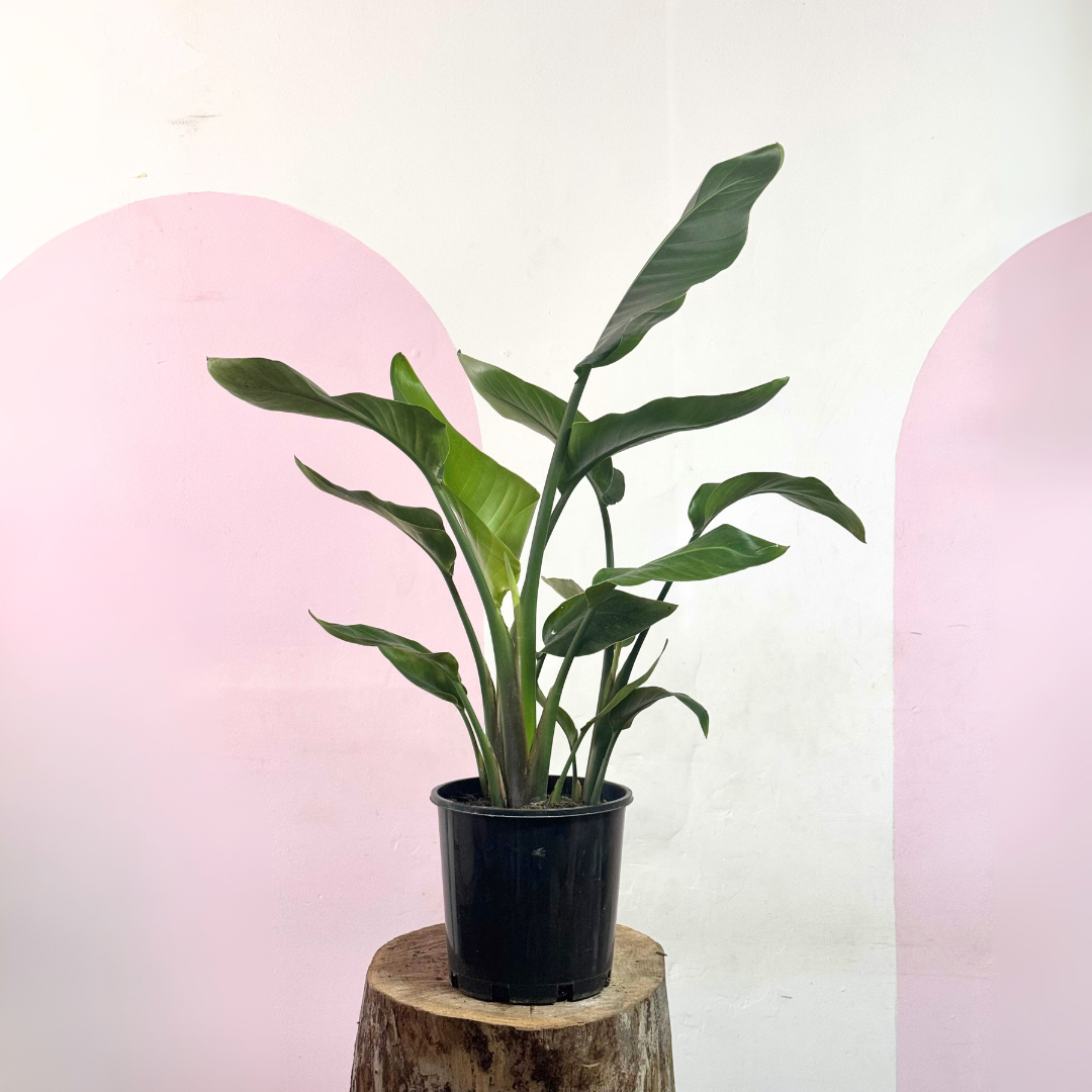 Bird of Paradise