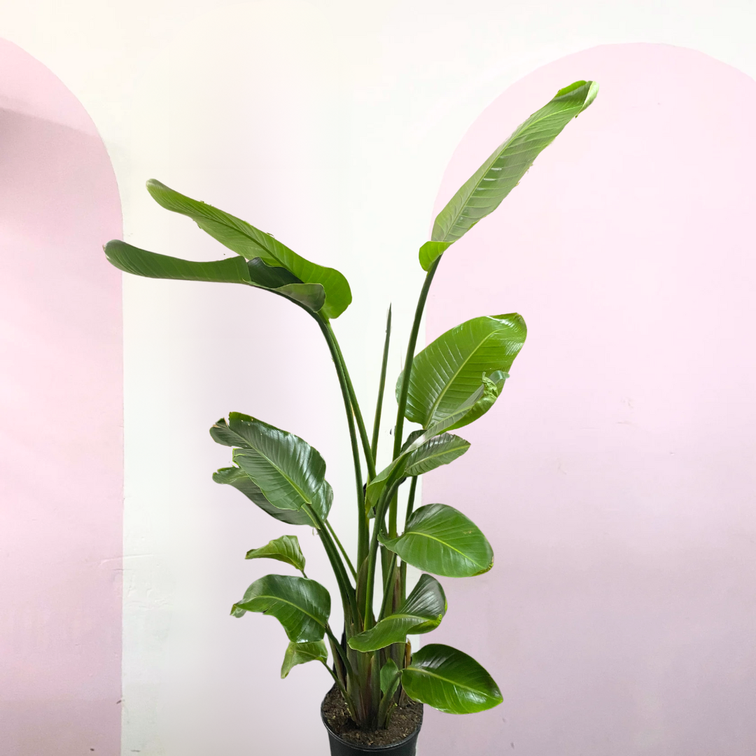 Bird of Paradise