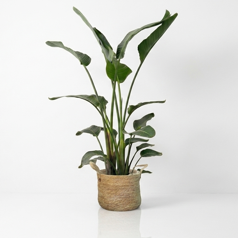 Bird of Paradise in woven basket