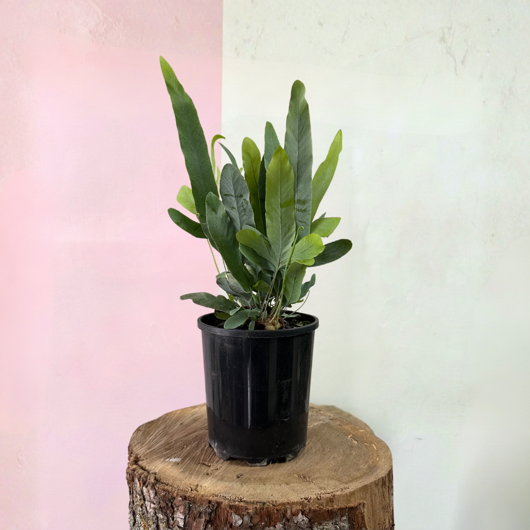 Blue Star Fern – styled indoor plant