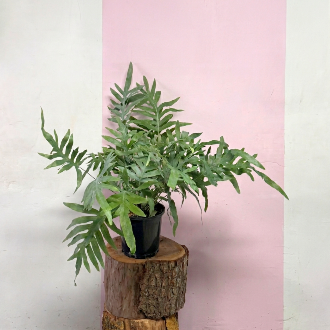 Blue Star Fern