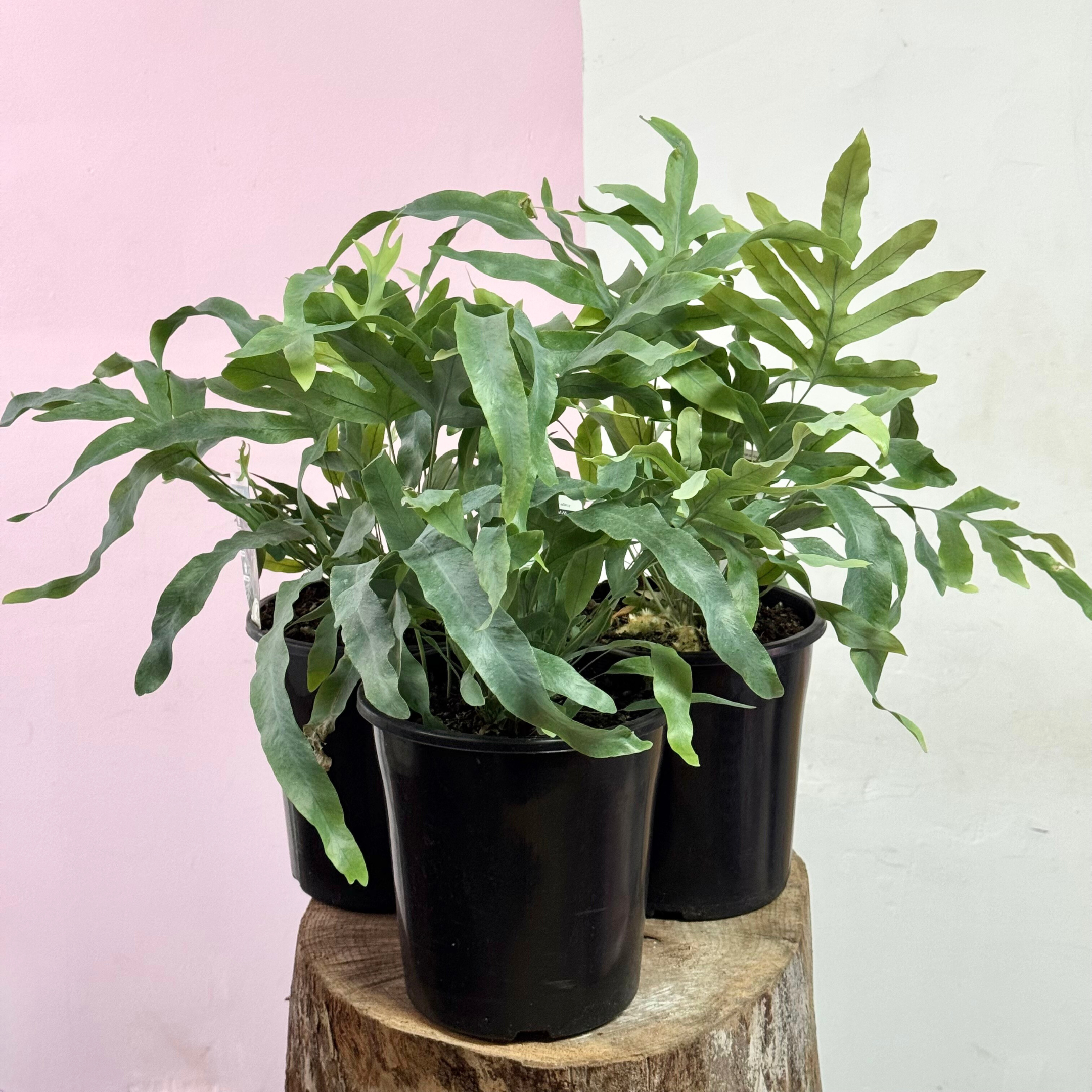 Blue Star Fern
