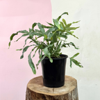 Blue Star Fern