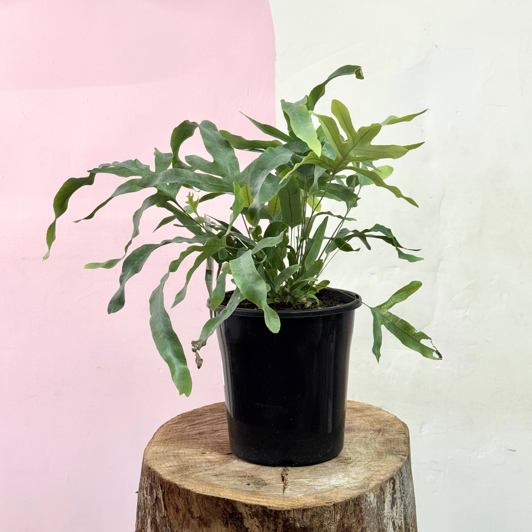 Blue Star Fern