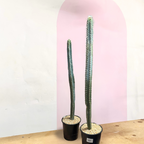 Blue Torch Cactus
