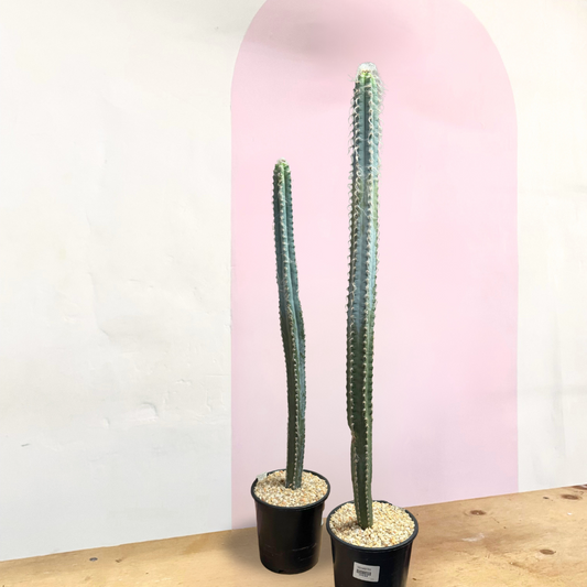 Blue Torch Cactus