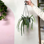 Rhipsalis Boliviana Hanging Basket
